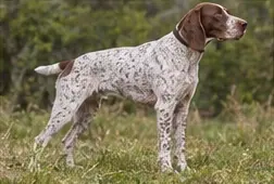 Portuguese Podengo
