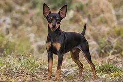 Posavac Hound
