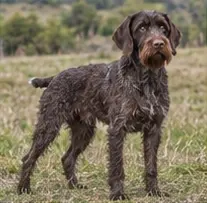 Presa Canario