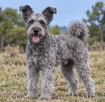 Puli