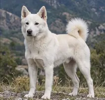 Pumi