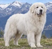 Pyrenean Mastiff