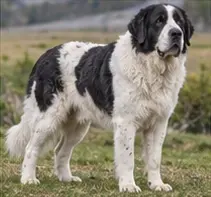 Pyrenean Mountain Dog