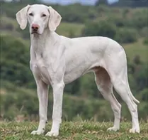 Rafeiro do Alentejo