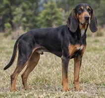 Rampur Greyhound