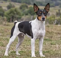 Rat Terrier