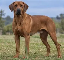 Redbone Coonhound