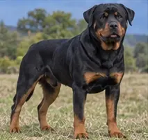 Romanian Raven Shepherd Dog
