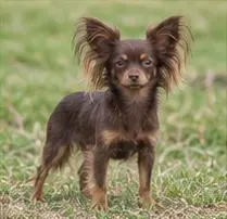 Russian Spaniel