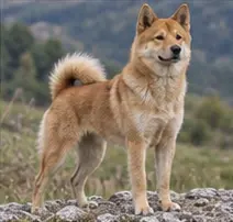 Russo-European Laika