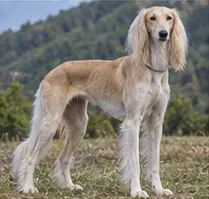 Saint-Usuge Spaniel