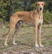 Sarabi