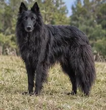 Sarail Hound