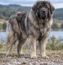 Sardinian Shepherd Dog