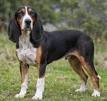 Schnauzer