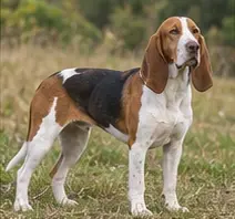 Schweizer Laufhund