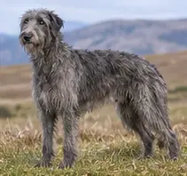 Schweizerischer Niederlaufhund