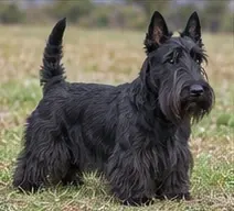 Scottish Deerhound