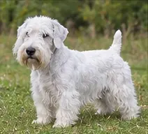 Scottish Terrier