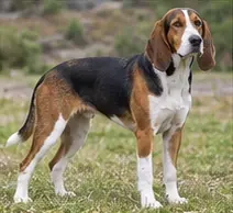 Serbian Hound