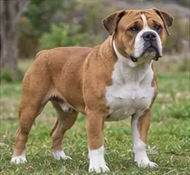 Serbian Tricolour Hound