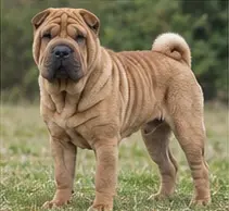 Serrano Bulldog