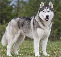 Shiloh Shepherd