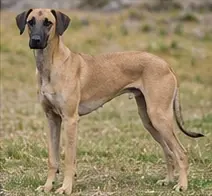 Silken Windhound