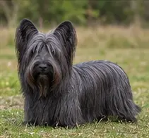 Sinhala Hound