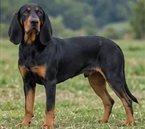 Slovak Rough-haired Pointer