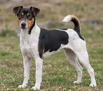 Smaland Hound