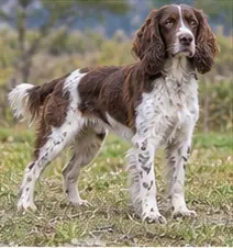 Small Međimurje Dog