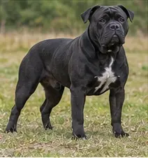 Small Münsterländer