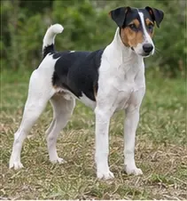 Smooth Collie