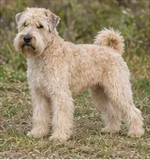 Smooth Fox Terrier