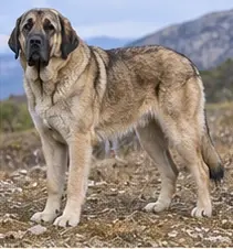 Soft-coated Wheaten Terrier