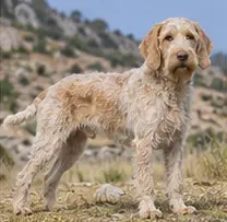 Spanish Water Dog