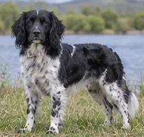 St. Hubert Jura Hound