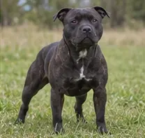 Stabyhoun