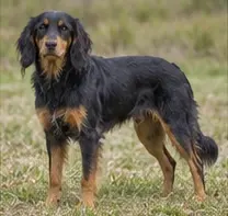 Standard Schnauzer