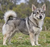 Swedish Lapphund