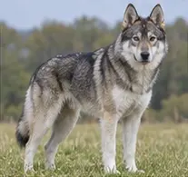 Taiwan Dog