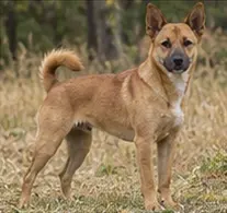 Tamaskan Dog