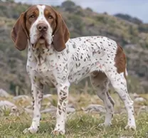 Tang Dog