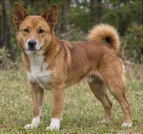 Teddy Roosevelt Terrier