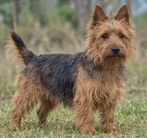 Tenterfield Terrier