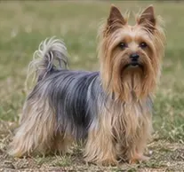 Terrier australien