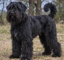 Terrier australien à poil soyeux