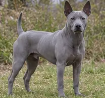 Thai Bangkaew Dog