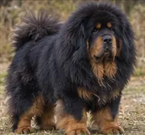Tibetan Kyi Apso